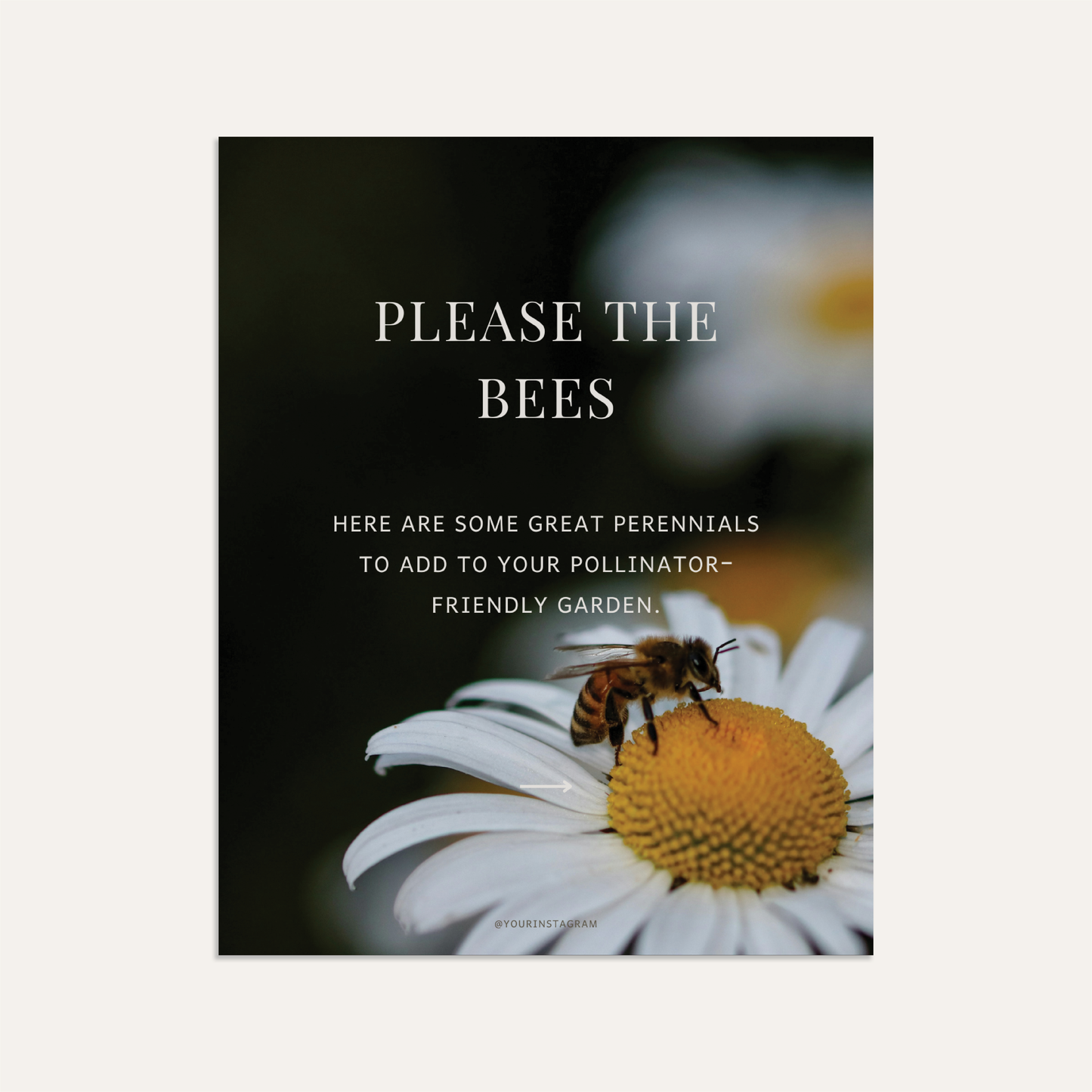 Please the Bees! Here are some great perennials to add to your pollinator-friendly garden. (Sage)