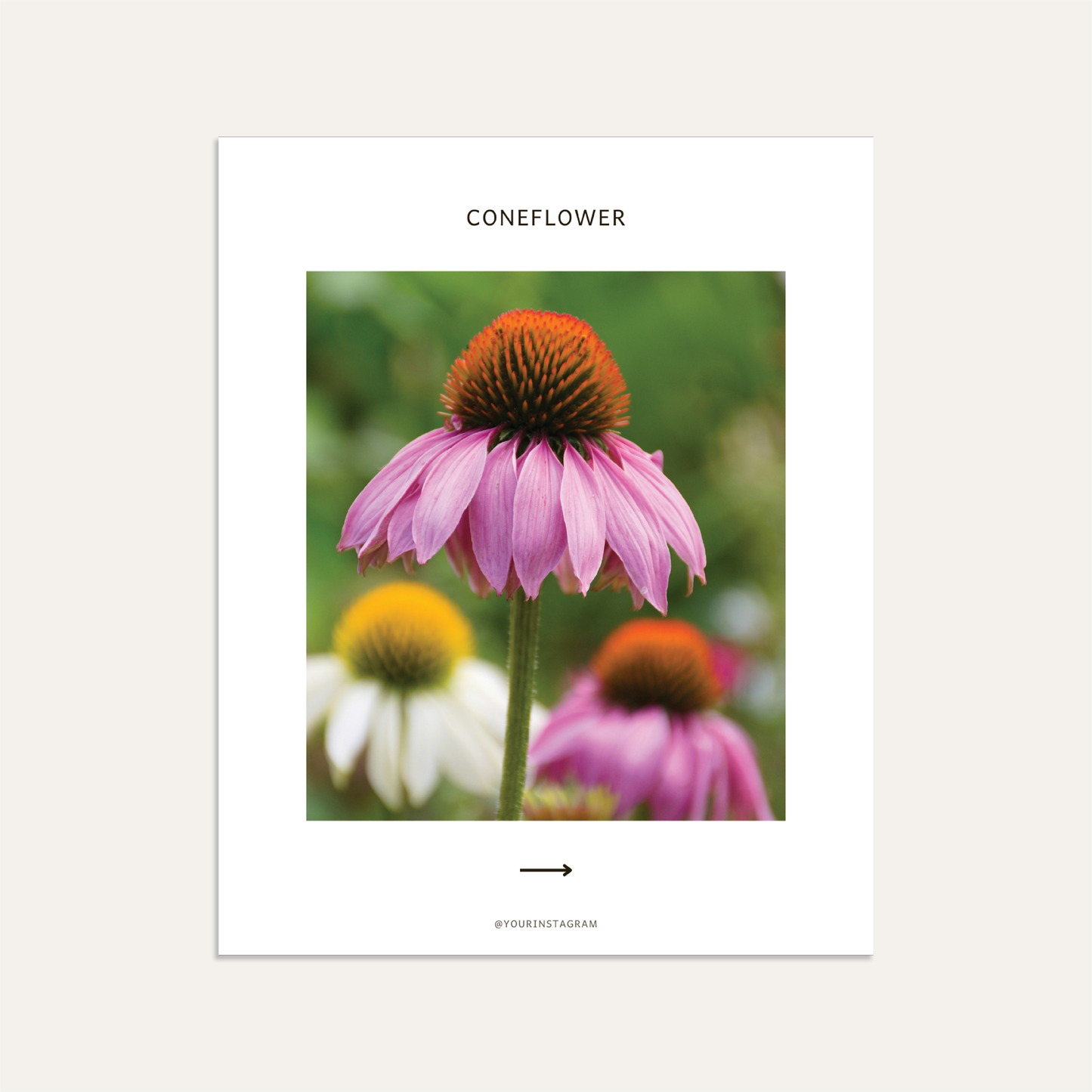 Please the Bees! Here are some great perennials to add to your pollinator-friendly garden. (Sage)
