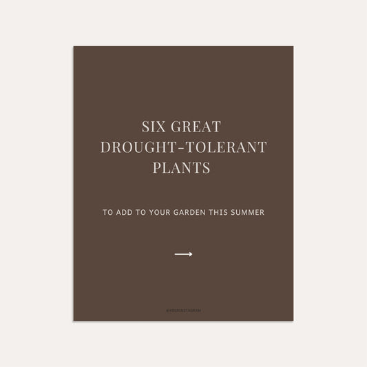 Drought-Tolerant Plants- Sage