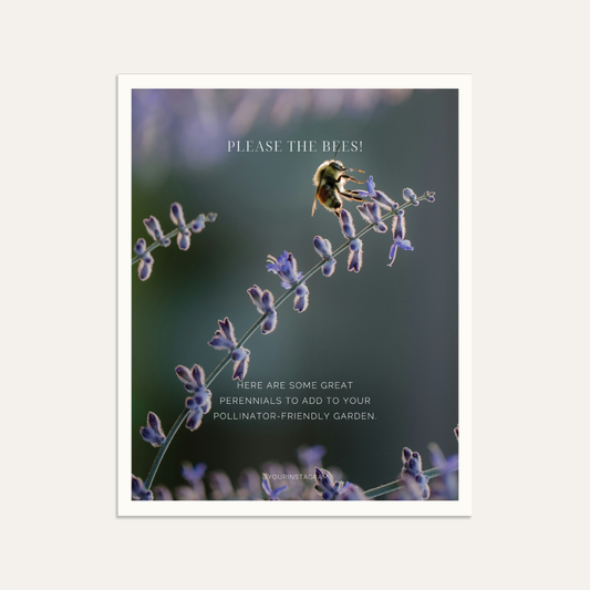 Please the Bees! Here are some great perennials to add to your pollinator-friendly garden. (Linen)