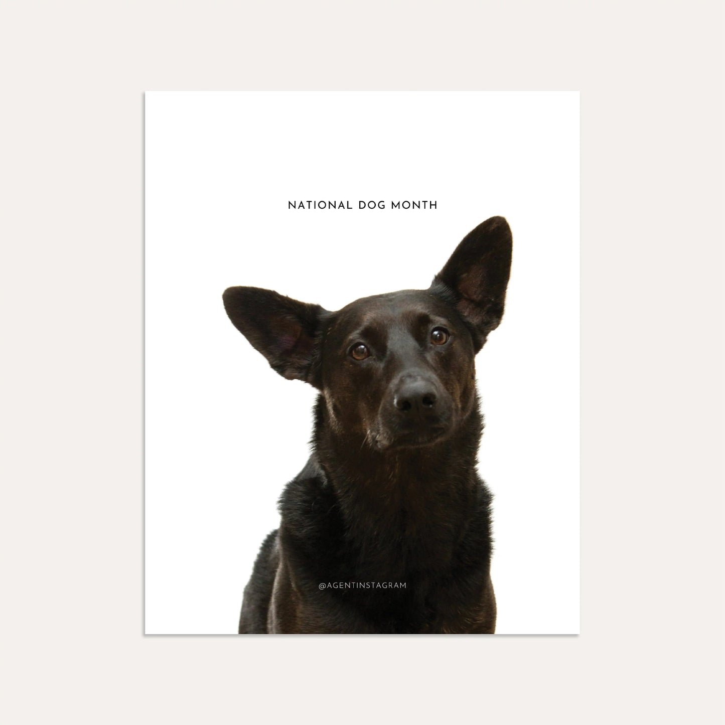 National Dog Month- Graphite