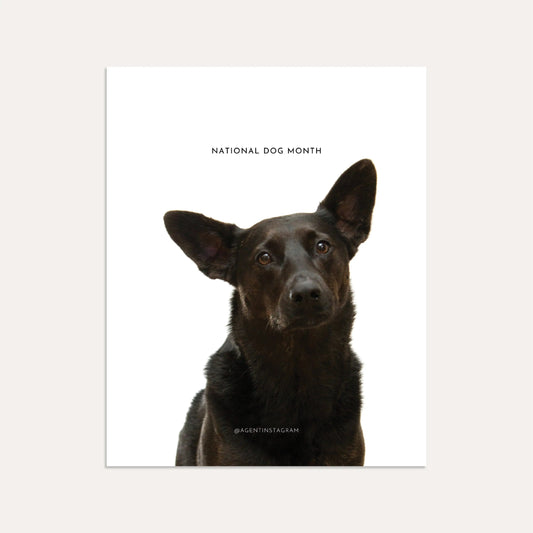 National Dog Month- Graphite