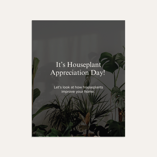 How Houseplants Improve Your Home